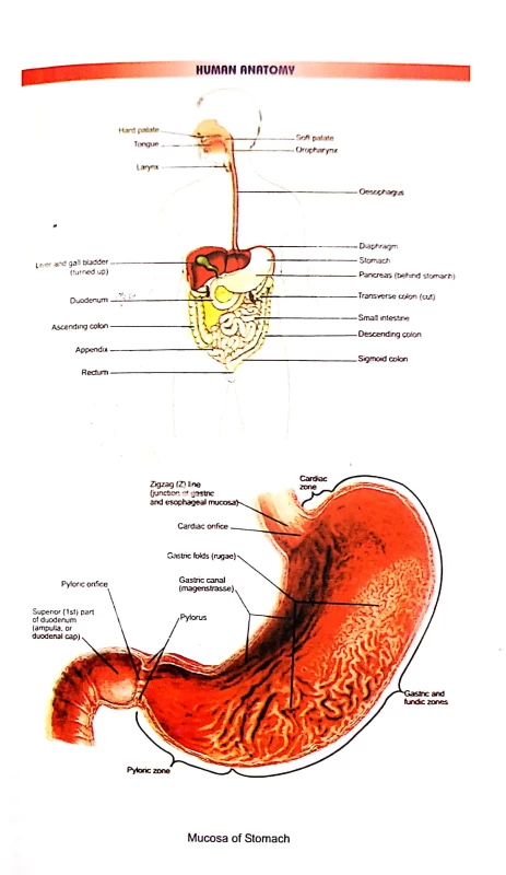 হ্যান্ডবুক অফ অ্যানাটমি অ্যান্ড ফিজিওলজি