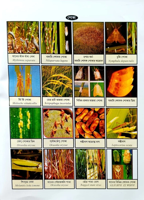 PHASALER ROG-POKAR DAKTARI || A Handbook of Plant Protection for Crops || Author : Dr. Goshto Nayban || Publisher : Mehanati Prakashani